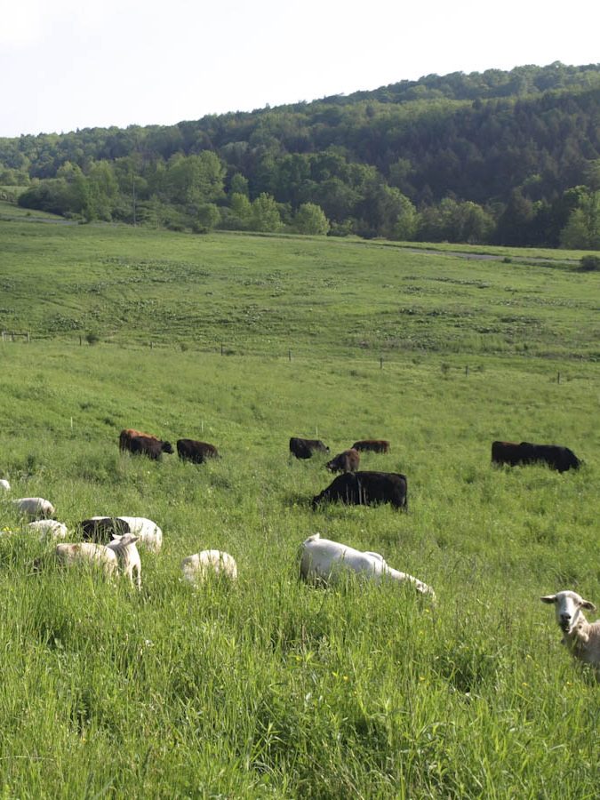 Grassfed_Lamb_Pastures